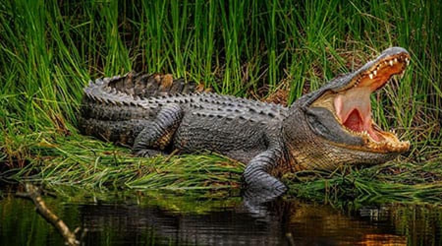 Маленькие крокодилы во сне. Крокодил маленький