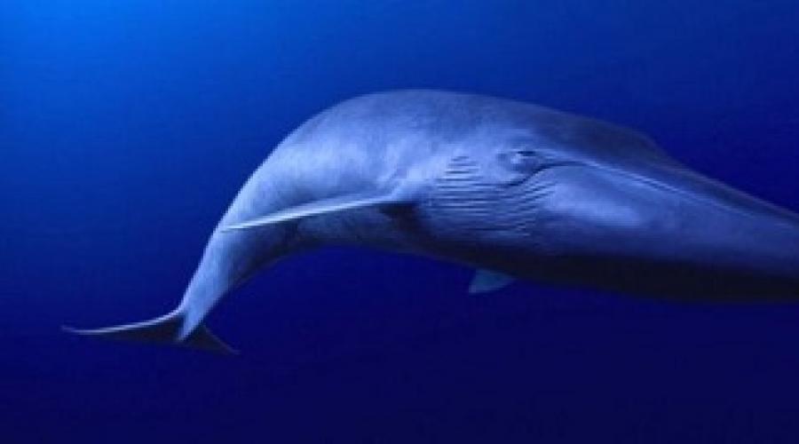 Der größte Blauwal der Welt.  Wie viel wiegt ein Wal?