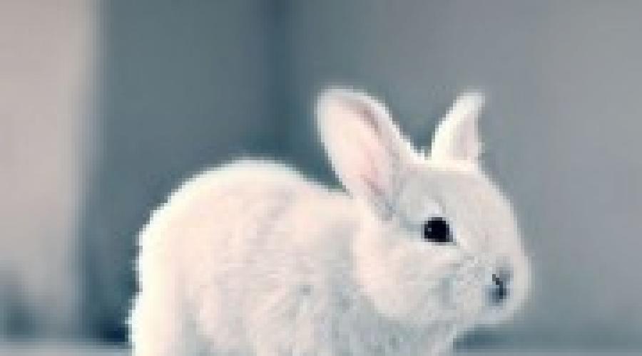 Warum im Traum ein Kaninchen töten?  Wovon haben die Hasen geträumt