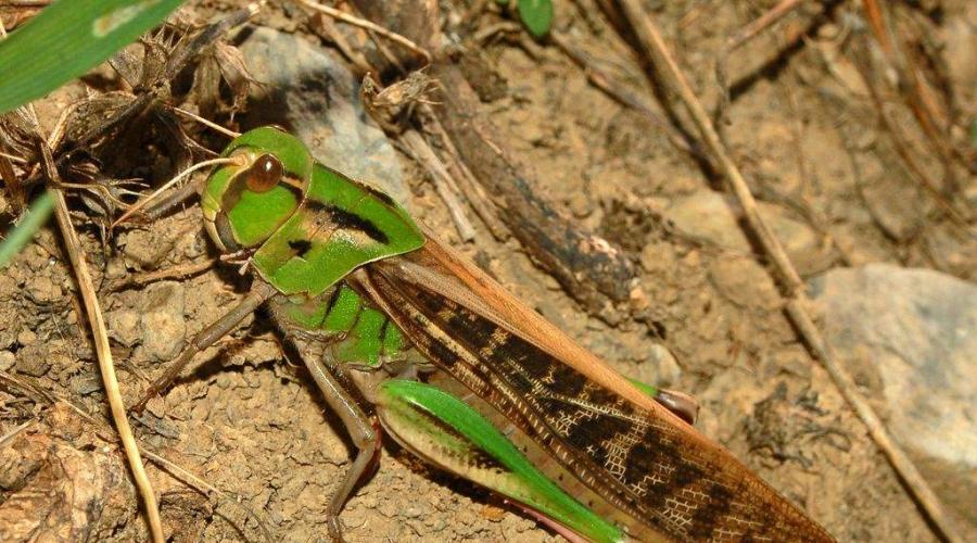 Sunt lăcustele verzi periculoase?  Lăcustă - o insectă periculoasă - dăunător