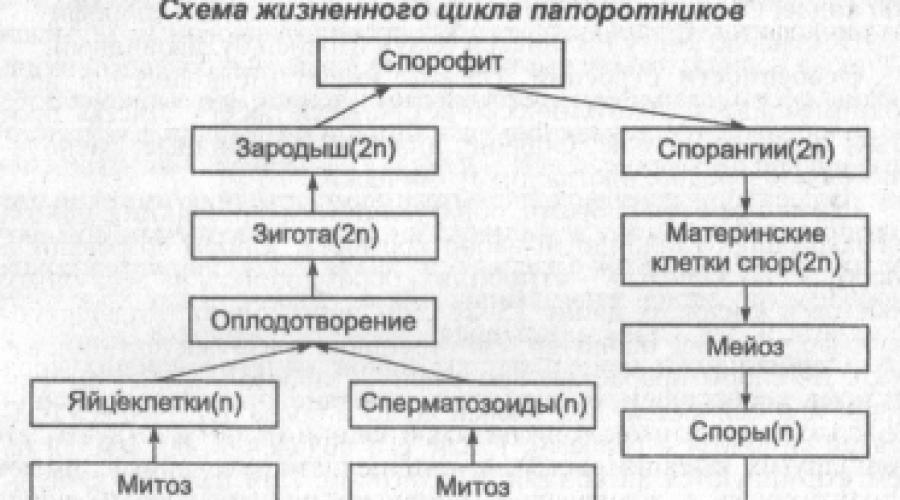 Ce este un gametofit în biologie.  Dicționar enciclopedic biologic