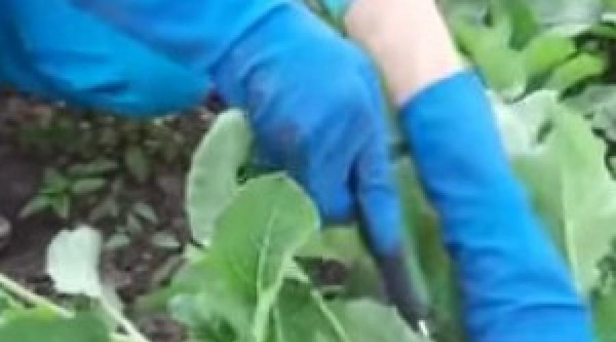 Руководство по выращиванию цветной капусты – от посева семян до сбора урожая. Как вырастить цветную капусту на огороде: тонкости, секреты, практические советы Цветная капуста как вырастить рассаду дома