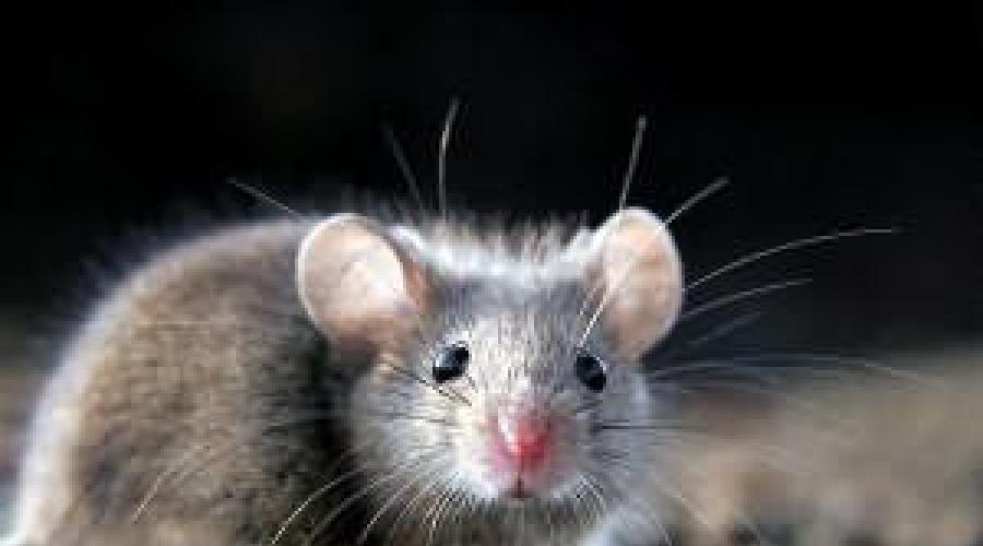К чему снятся белые мыши маленькие много. К чему снятся мыши