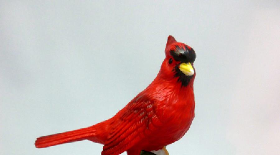 Le cardinal rouge est le symbole des sept états.  oiseau cardinal