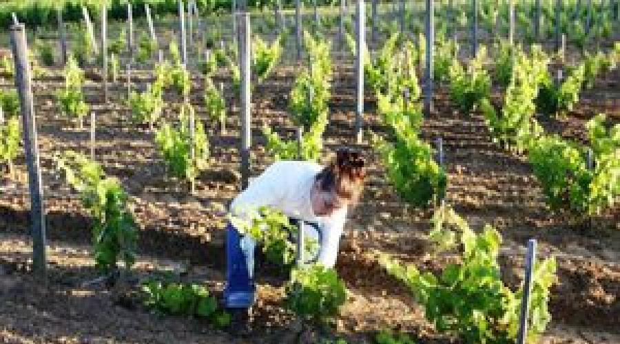 Амурский виноград и его целебные свойства. Уникальные свойства и особенности выращивания винограда амурский