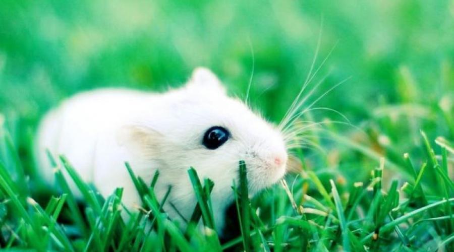 Pourquoi rêvez-vous d'une souris blanche ?  Interprétation des rêves : Pourquoi rêvez-vous d'une petite souris grise, noire et blanche ?  Pourquoi rêvez-vous de beaucoup de petites souris dans un appartement ?