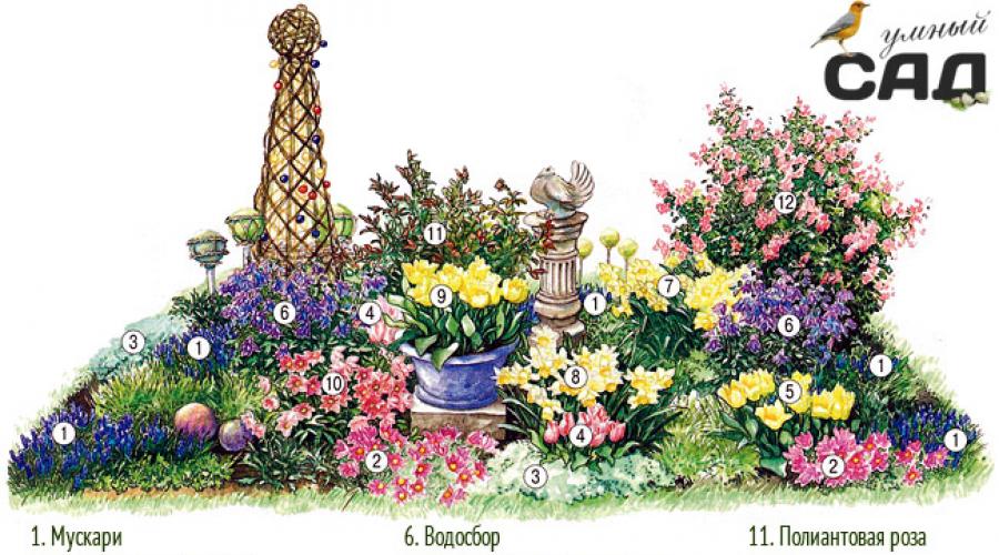 Cum să creați un pat de flori cu înflorire continuă: o grădină de flori pentru toate anotimpurile în diagrame și exemple.  Secretele creării de paturi de flori continue: sfaturi de la designer Modele gata făcute și idei pentru paturi de flori continue