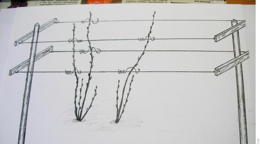 Arborele de zmeură: un mod neobișnuit de a forma și de a cultiva zmeura.  Povești de zmeură: recenzii, plantare și îngrijire Arbori de zmeură