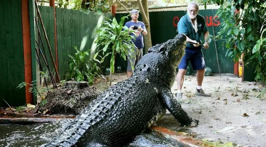 Der größte Krokodillesser der Welt.  Welche Arten von Krokodilen sind die größten der Erde - eine Liste, Merkmale und Fotos
