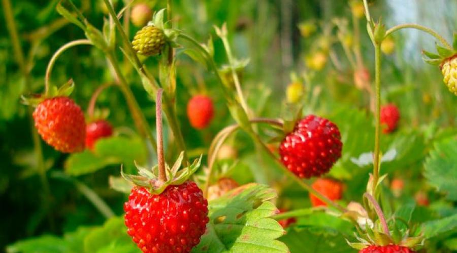 Кустарники с красными ягодами: польза и красота. Полезные и вредные красные ягоды Как называется кустарник с горькими ягодами