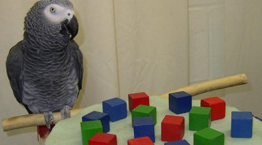 Quel est le perroquet le plus intelligent du monde ?  Le perroquet le plus intelligent : choisissez un animal de compagnie intellectuel.