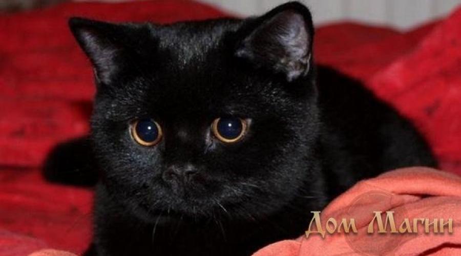 Серый кот. К чему снится серый кот — толкование сна по сонникам