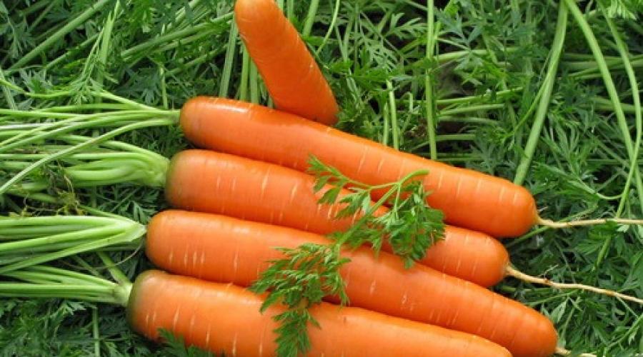 Secretele cultivării și îngrijirii morcovilor în câmp deschis pentru o recoltă bună.  Cum să crești morcovi în aer liber Sezonul de creștere a morcovilor