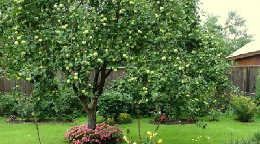 Welche Bäume sind mit Apfelbäumen befreundet?  Kompatibilität von Obstbäumen und Sträuchern im Garten