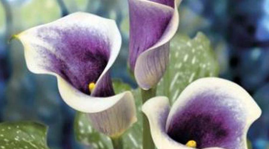 Regeln und Empfehlungen für den Anbau von Calla-Lilien.  Beste Tipps für die Pflege von Callas im Freiland. Wo man Callas pflanzt