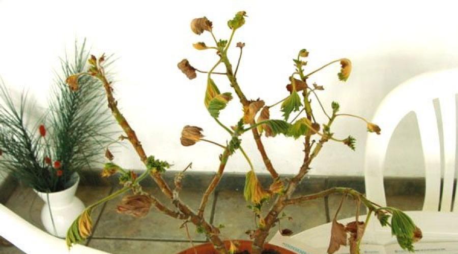 Taille des géraniums royaux et autres procédures pour une floraison luxuriante.  Taille d'automne des géraniums - une garantie de floraison luxuriante Comment former correctement un pélargonium royal
