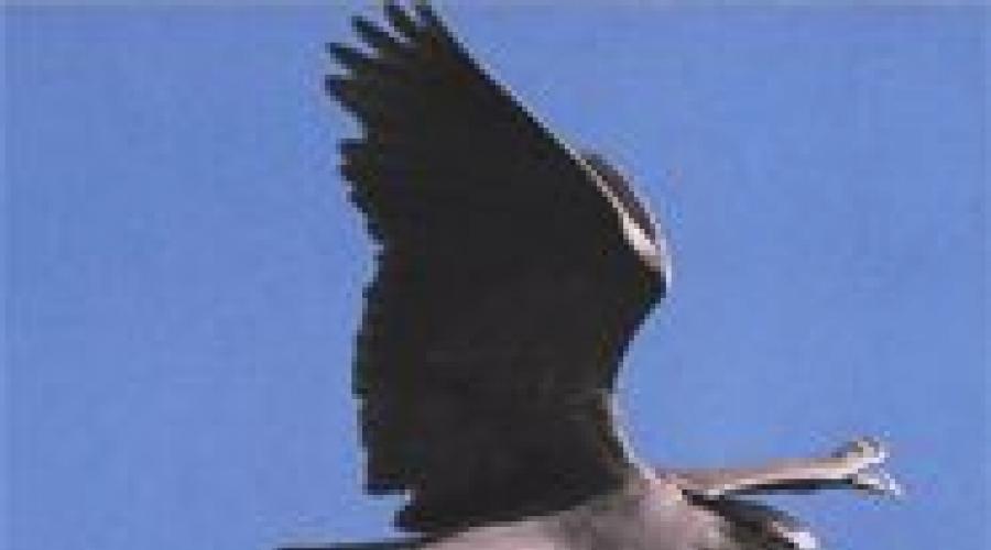 Какую птицу в африке называют кваква. Раздвижная шея американской зеленой кваквы