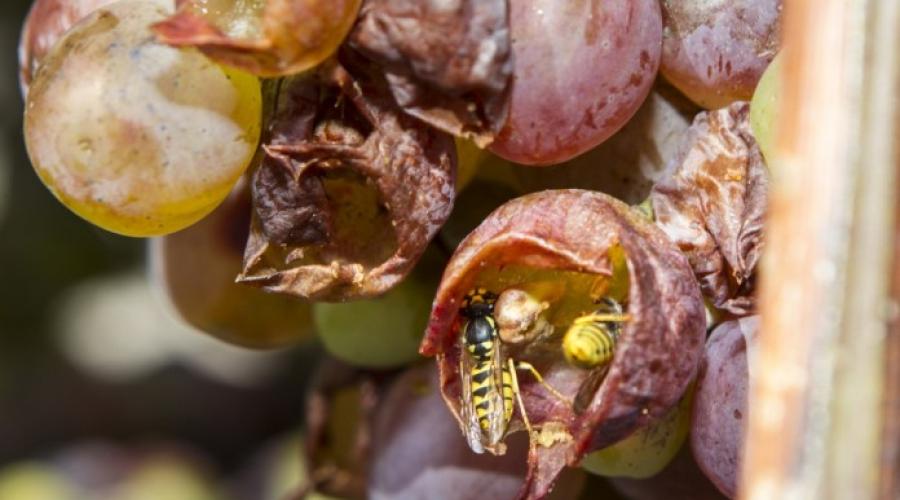 Методы, позволяющие уберечь виноград от ос и птиц. Как уберечь виноград от ос Как избавиться от ос на винограднике