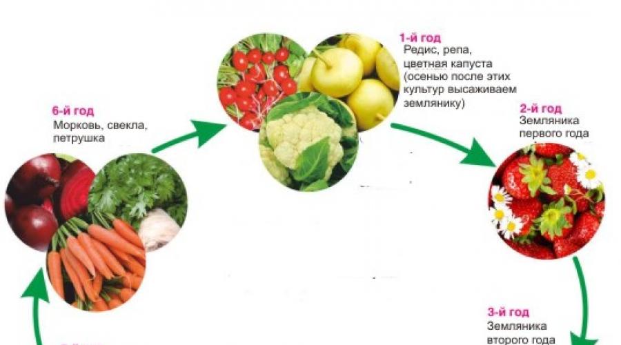 Схема севооборота овощных культур. Севооборот овощей на грядках в огороде. Схема севооборота овощных культур на дачном участке. Схема посадки овощей на огороде совместимость и севооборот.