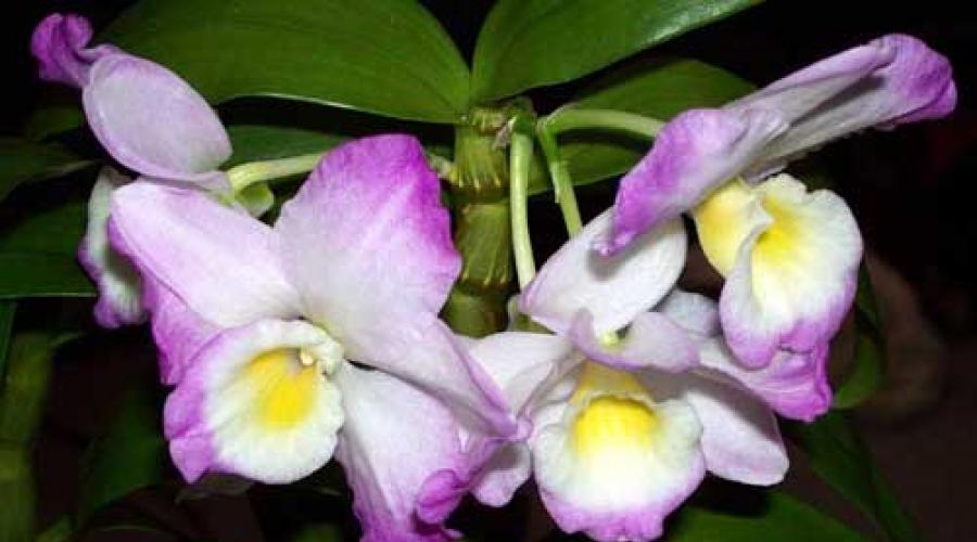 Dendrobium: Pflege zu Hause.  Dendrobium-Orchidee: Pflege zu Hause So pflegen Sie Dendrobium nobile