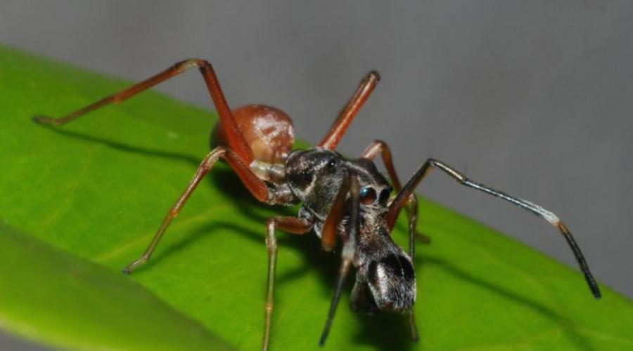 Die Botschaft über Ameisen ist kurz.  (Ameisen-)Sprichwörter und Sprüche