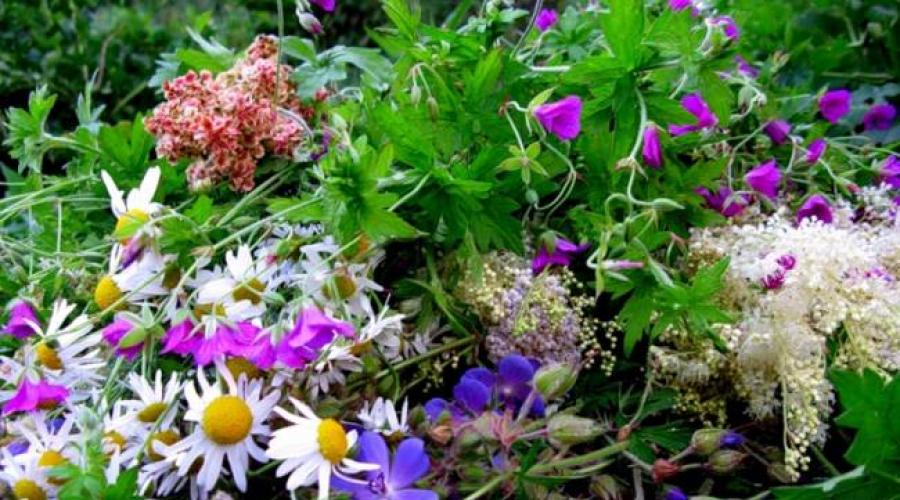 Collection d'herbes pour le bain.  Herbes sur Ivan Kupala - plantes magiques Quelles fleurs sont récoltées par Ivan Kupala