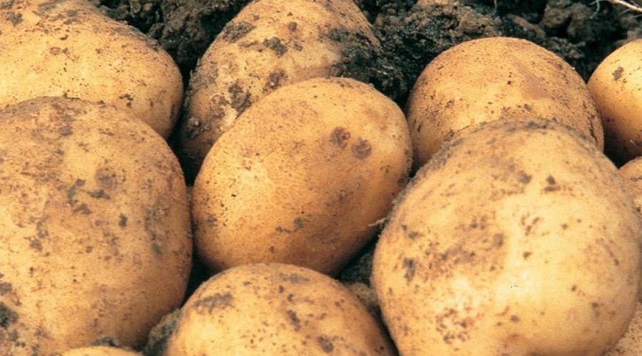 Выращивание картофеля как. Выращивание картофеля как бизнес: рентабельность и важные секреты получения богатого урожая