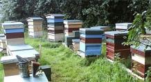 Einen Platz für ein Bienenhaus auswählen und Bienenstöcke aufstellen. Methoden zum Platzieren eines Bienenhauses auf einem Gelände