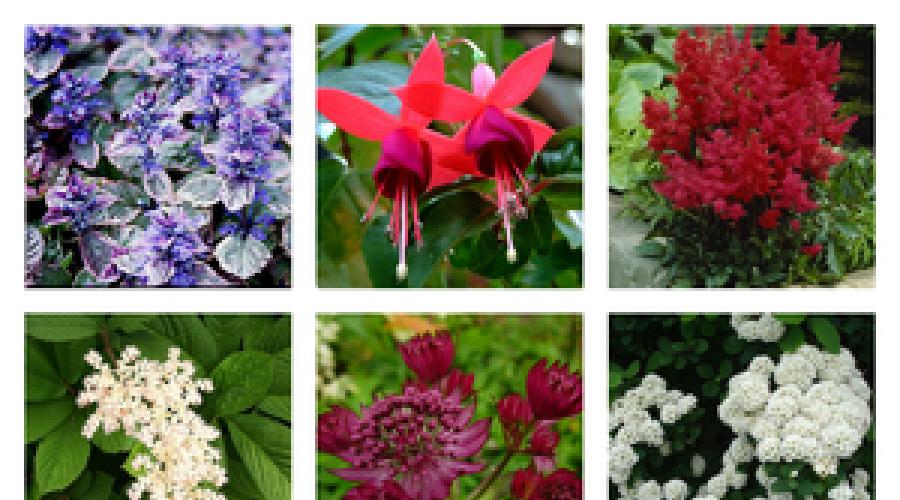 Die schattenliebendsten und schattentolerantesten Pflanzen für den Garten: Sträucher und Blumen.  Dekorative Kletterpflanzen für den Garten Schattenliebende Kletterpflanzen für den Garten