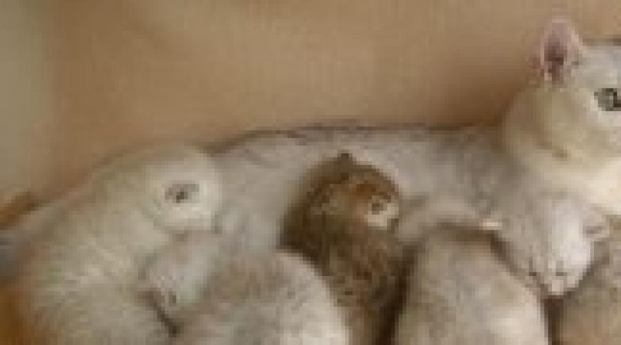 Was bedeutet es, im Traum tote Kätzchen zu sehen?  Warum träumen Sie von einem toten Kätzchen: Interpretation des Bildes