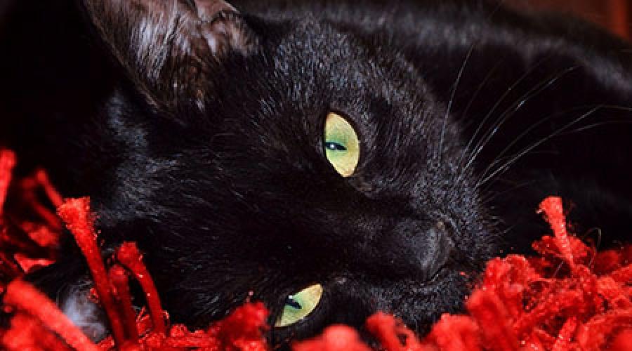 К чему снится черная кошка женщине. К чему снится черная кошка во сне