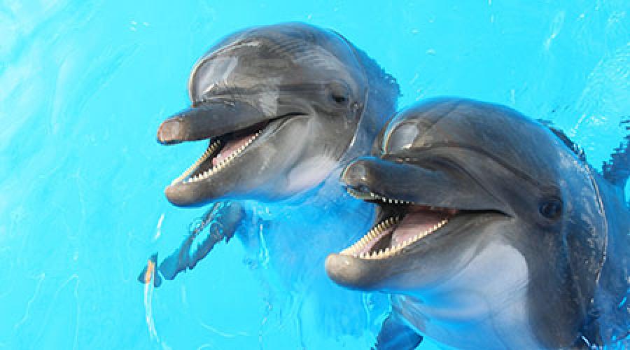 Ich träume oft von Delfinen.  Traumdeutung - Delfin: Warum träumst du von einem weißen, rosafarbenen, toten, verwundeten Delfin?  Warum träumen Frauen, Mädchen, Männer von Delfinen im Wasser, im Meer: Traumdeutung