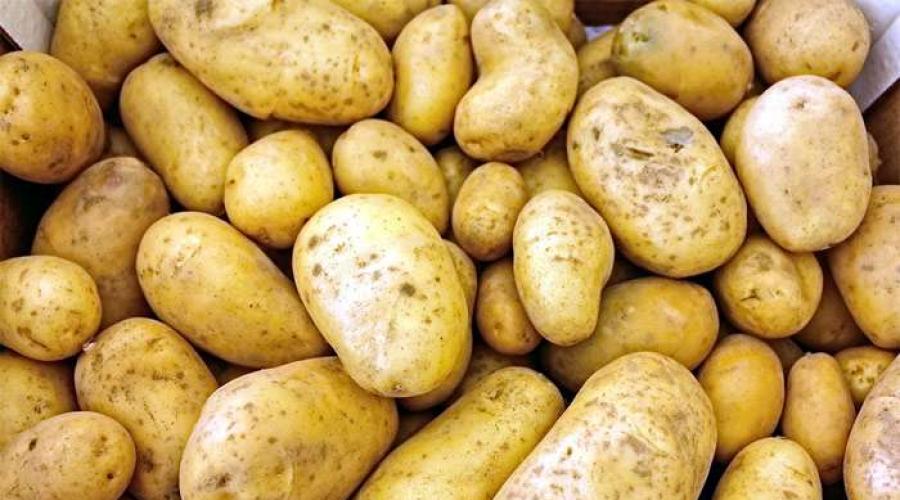 Родина картофеля. История появления картофеля в России
