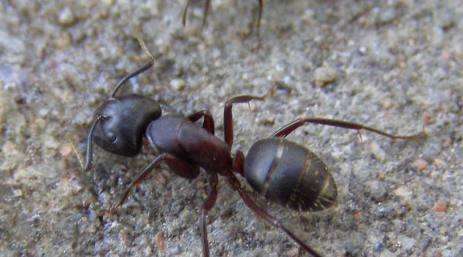 Как бороться с черными муравьями на огороде? Чёрные муравьи дома и на земельном участке Черный древоточец. 