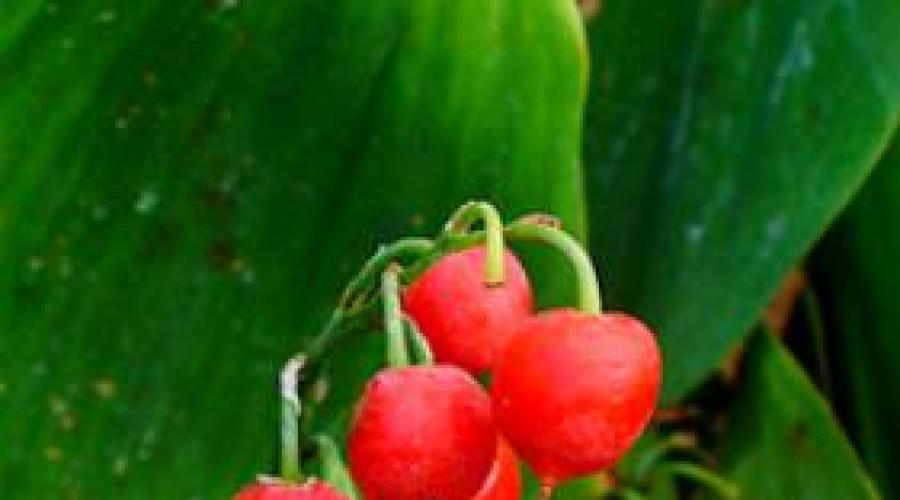 Cum se numește boaba roșie?  Arbust cu fructe de pădure roșii (foto).  Fructe roșii utile și dăunătoare