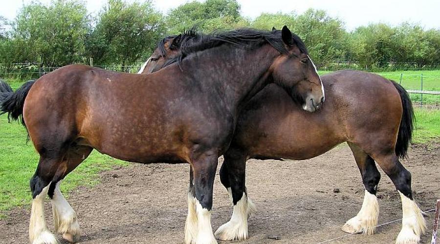 Photo du plus grand cheval du monde.  Faits intéressants sur le cheval le plus grand du monde