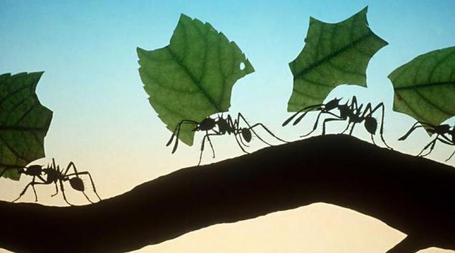 Volksglaube und moderne Traumbücher verraten Ihnen, warum Ameisen träumen.  Traumdeutung: Warum träumen Sie von Ameisen in einem Traum für Männer und Frauen?