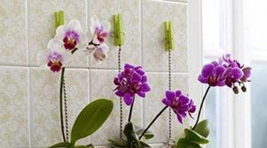 Какой самый хороший субстрат для орхидей. Грунт для орхидей фаленопсис своими руками: состав почвы и смеси