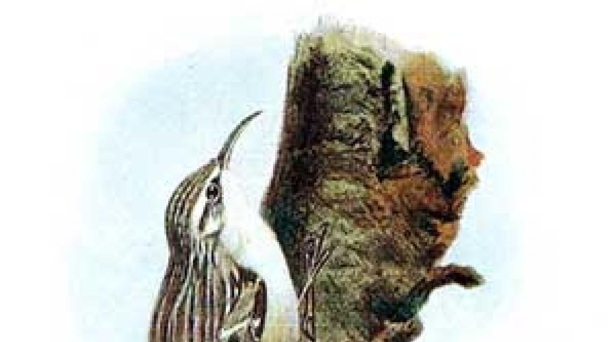 Птица-пищуха обыкновенная: описание с фото, где обитает. Северная пищуха (сеноставка)