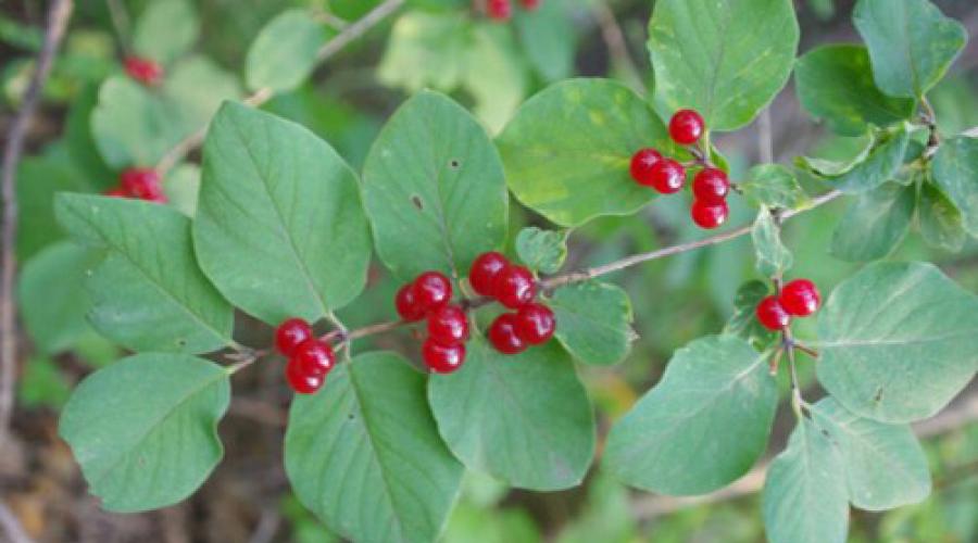 Cum se numește un arbust cu fructe de pădure roșii amare.  Boabele sălbatice otrăvitoare