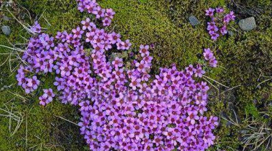 Plante din Caucazul de Nord.  Flori alpine: vasily_sergeev — LiveJournal Primele flori din munții Caucaz