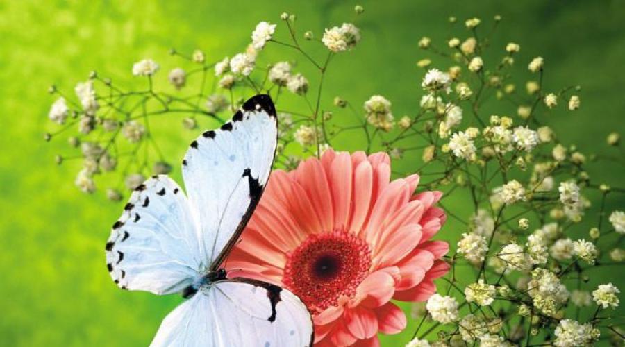 Warum träumt man laut Traumbuch von einem Schmetterling?  Warum träumen Sie nach der Interpretation verschiedener Traumbücher von Schmetterlingen?