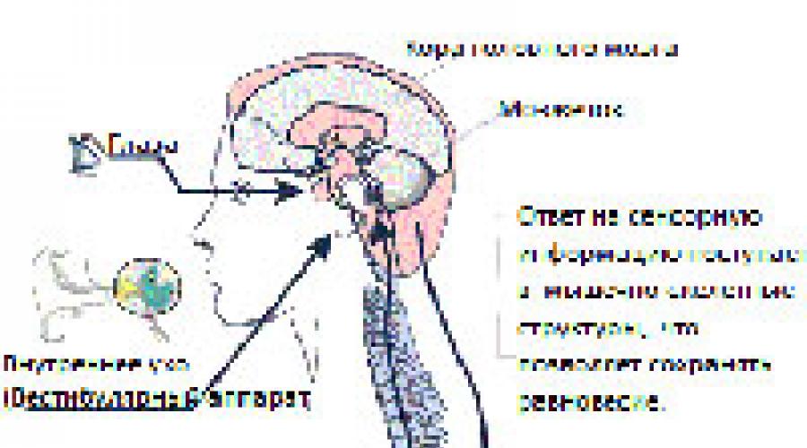 Sindromul vestibular periferic la om.  Sindromul vestibular: cauze, semne și manifestări, diagnostic, mod de tratare