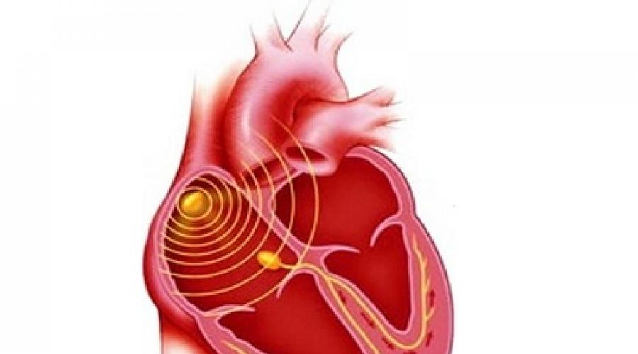 Нервные узлы сердца. Функции сердца