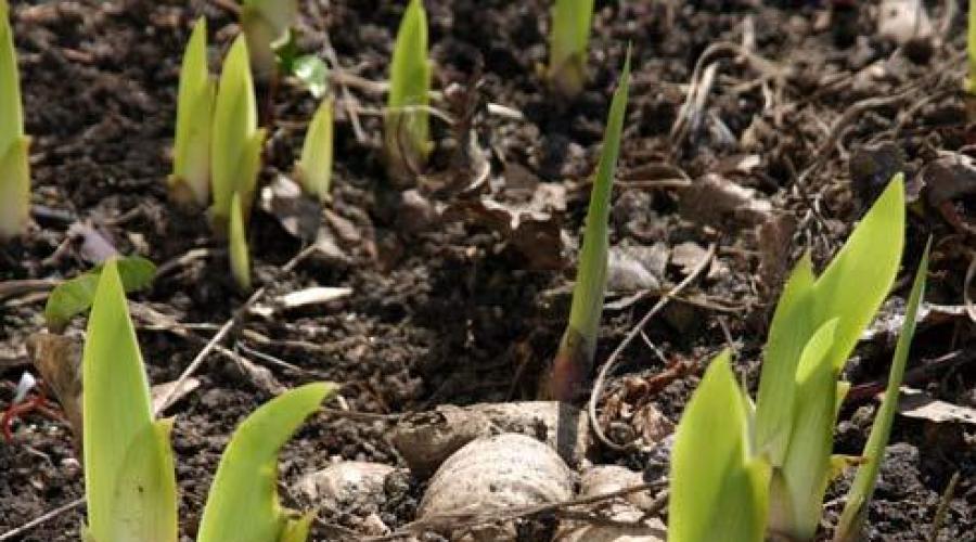 Reguli de bază pentru creșterea irisului siberian: plantare și îngrijire.  Cum se reproduc irisii Creșterea irisilor cu semințe