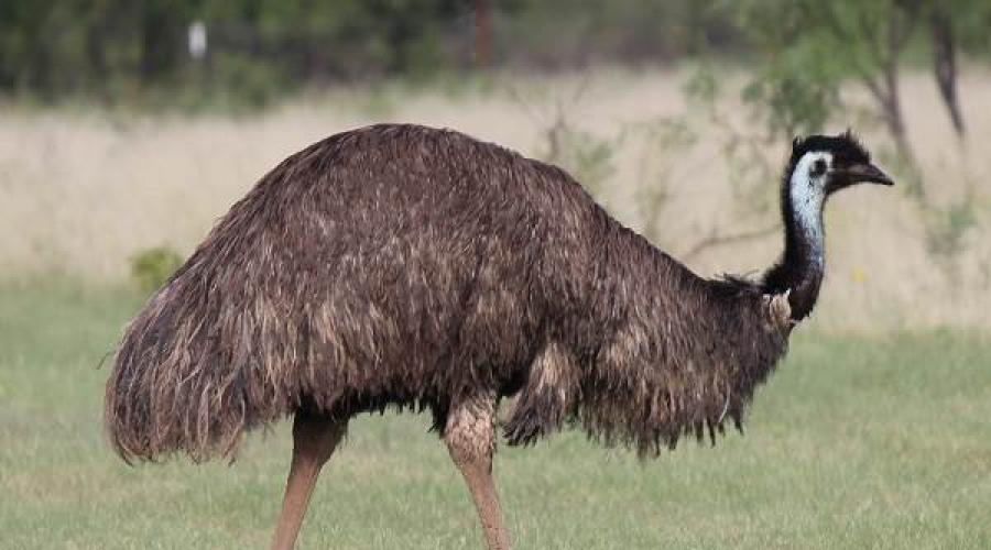 Emu-Strauß: Beschreibung und Eigenschaften, Lebensstil und Lebensraum.  Emu ist ein großer Vogel, der nicht fliegt