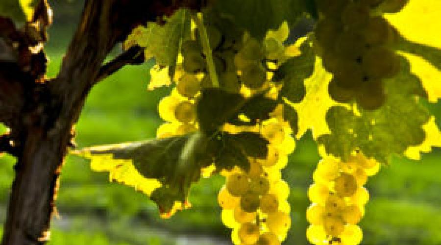 Правила удаления пасынков у винограда. Этапы и особенности проведения обрезки винограда летом Время удаления пасынков у винограда