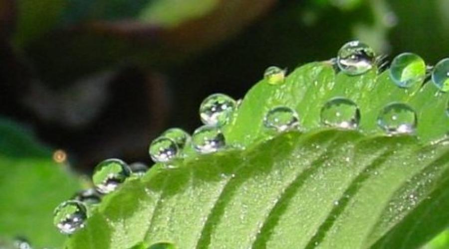 Передвижение воды в растениях. Старт в науке