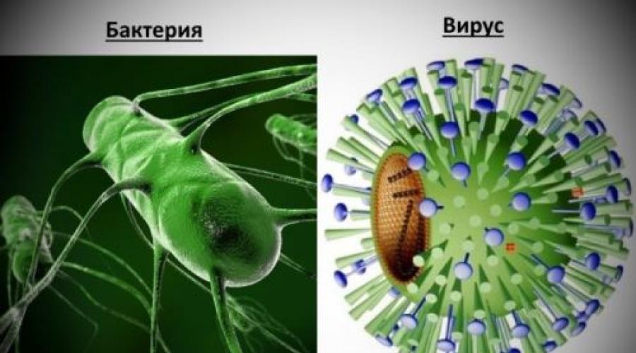 Чем отличается вирус от бактерии простыми словами. Вирусы и бактерии. Вирус от бактерии. Отличие вируса от бактерии. Вирусы отличаются от бактерий.