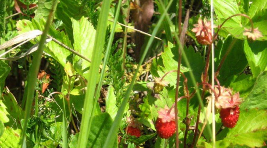 Wann reifen Erdbeeren?  Wann reifen Waldbeeren? In welchem ​​Monat reifen Erdbeeren normalerweise?